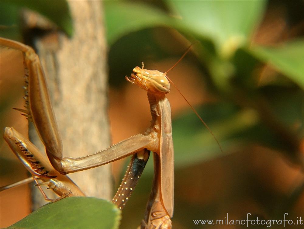 Milan (Italy) - Brown preying mantis